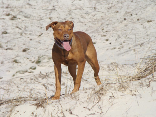 Red Female Red Nose Pit Bull