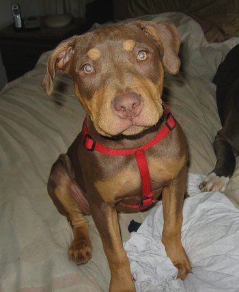 Tri-Color Female Red Nose Pit Bull