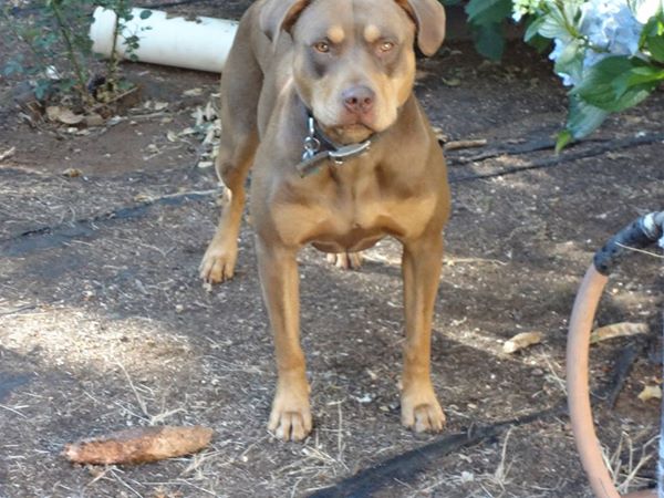 Tri-Color Female Red Nose Pit Bull