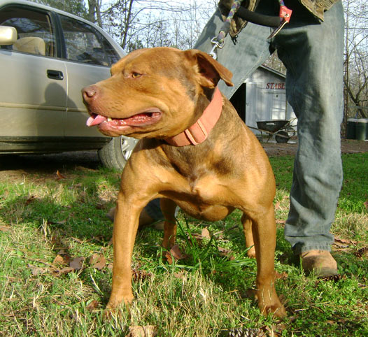 Red Male Red Nose Pit Bull