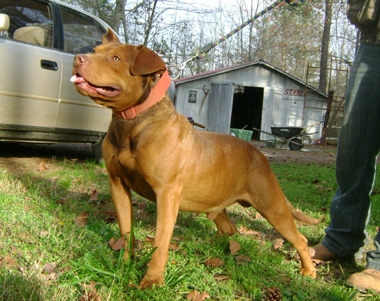 Red Red Nose Pit Bull