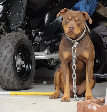 Tri-Color Red Nose Pit Bull