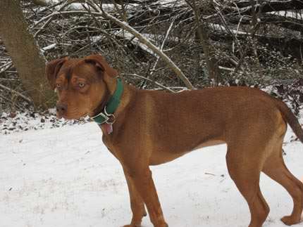 Red Nose Pit Bull