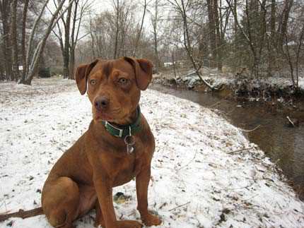 Red Nose Pit Bull