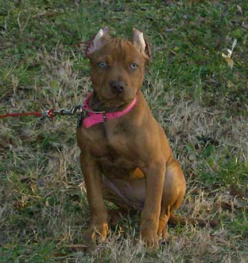 Female Old Family Red Nose Pit Bull
