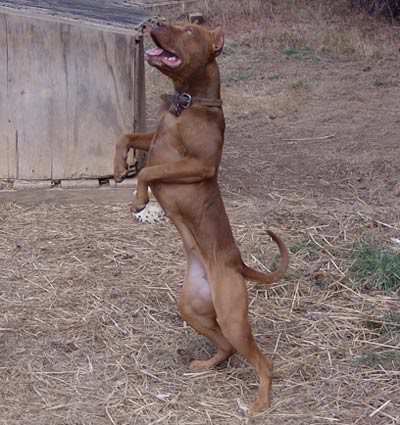 Female Old Family Red Nose Pit Bull