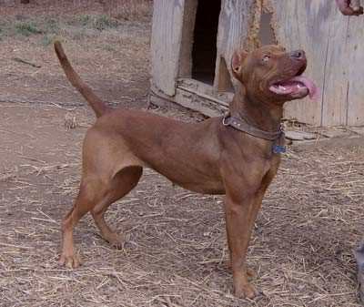 Female Old Family Red Nose Pit Bull