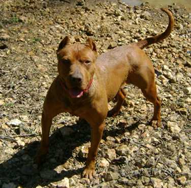 Female Old Family Red Nose Pit Bull