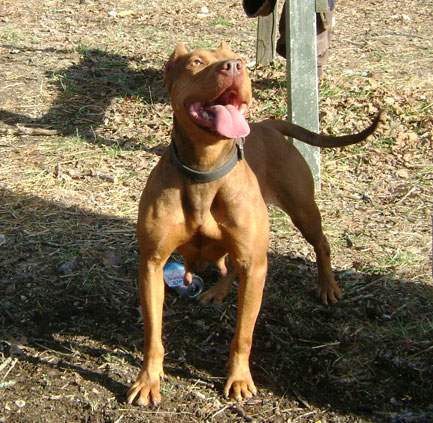 pitbull old family red nose