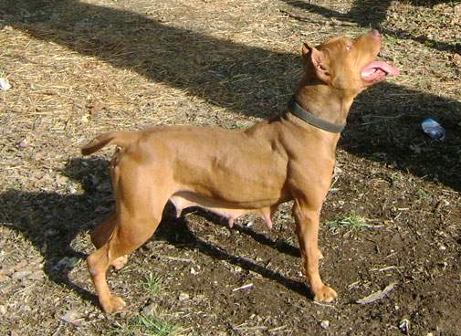 Female Old Family Red Nose Pit Bull