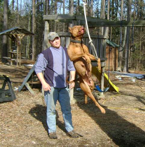 Female Old Family Red Nose Pit Bull