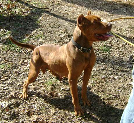 Female Old Family Red Nose Pit Bull