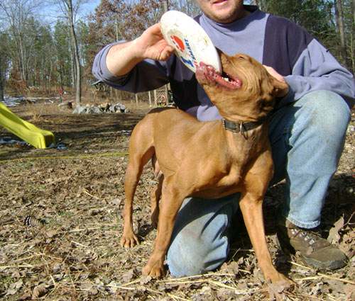 Female Old Family Red Nose Pit Bull