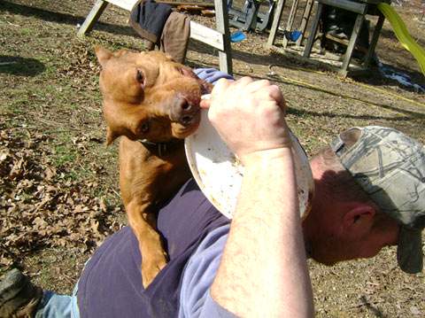 Female Old Family Red Nose Pit Bull