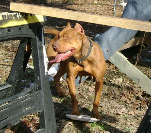 Female Old Family Red Nose Pit Bull