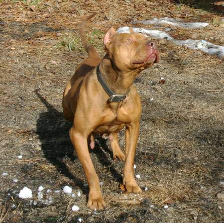 Female Old Family Red Nose Pit Bull