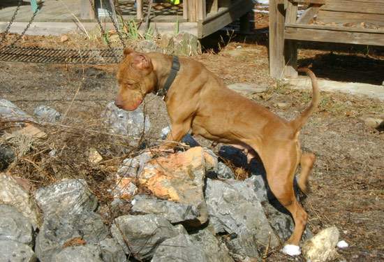 Female Old Family Red Nose Pit Bull