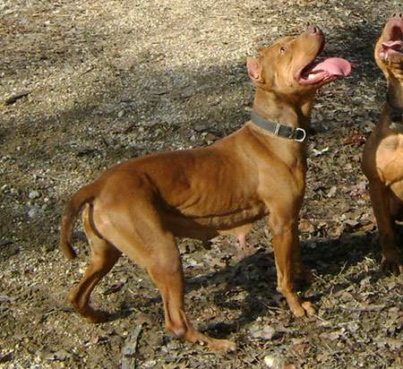 Female Old Family Red Nose Pit Bull