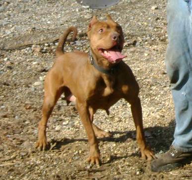 Female Old Family Red Nose Pit Bull