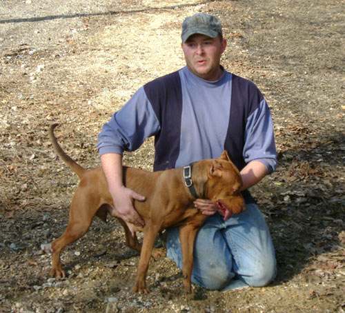 Female Old Family Red Nose Pit Bull