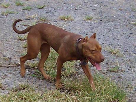 Female Old Family Red Nose Pit Bull