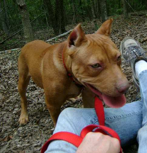 Red Nose Pit Bull Puppy