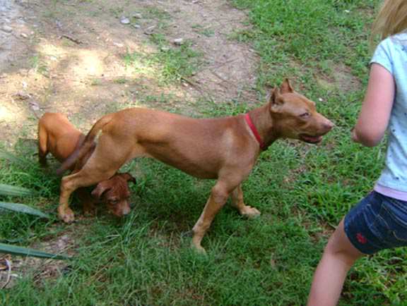 Red Nose Pit Bull Puppy