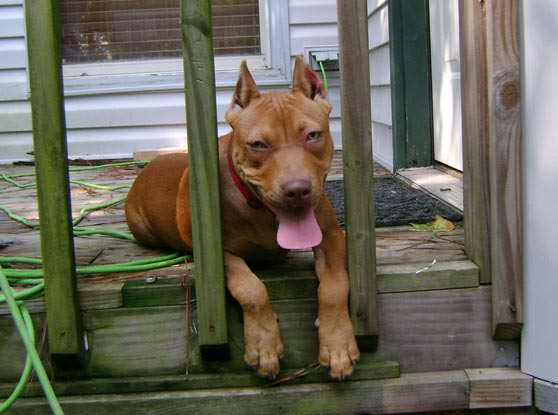 Red Nose Pit Bull Puppy