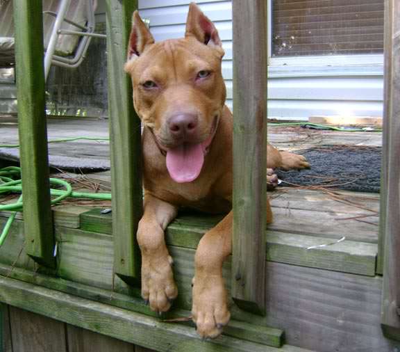 Red Nose Pit Bull Puppy