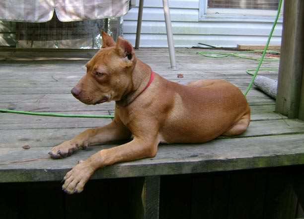 Red Nose Pit Bull Puppy