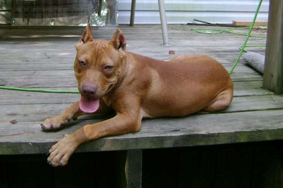 Red Nose Pit Bull Puppy