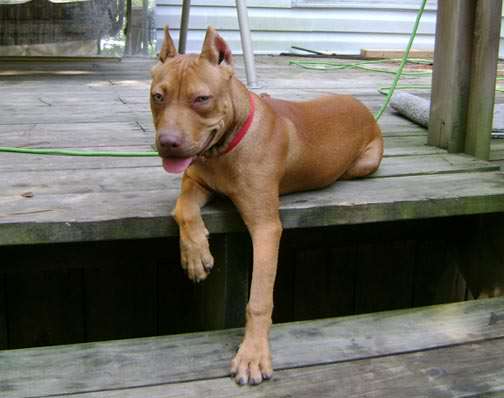 Red Nose Pit Bull Puppy