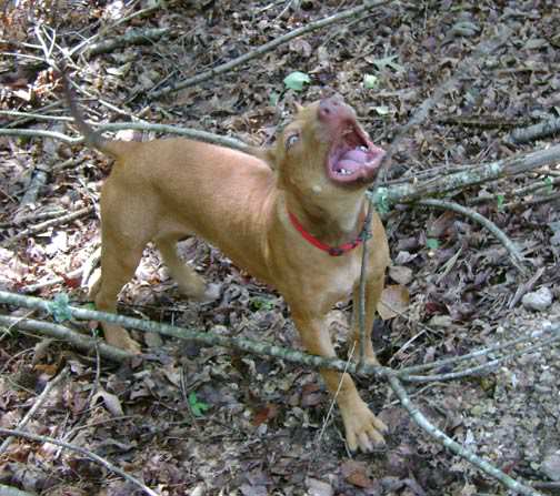 Red Nose Pit Bull Puppy