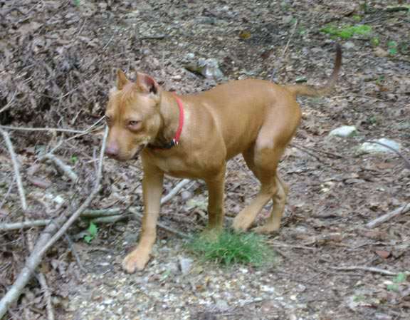 Red Nose Pit Bull Puppy