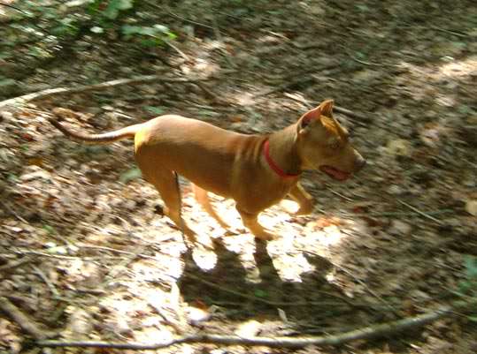 Red Nose Pit Bull Puppy