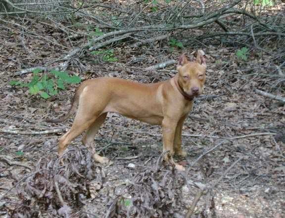 Red Nose Pit Bull Puppy