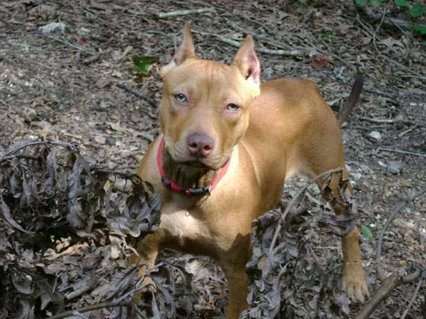 Red Nose Pit Bull Puppy