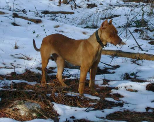 Female Red Nose Pitbull