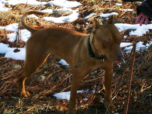 Female Red Nose Pitbull