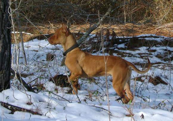 Female Red Nose Pitbull