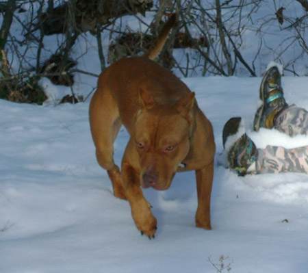 Female Red Nose Pitbull