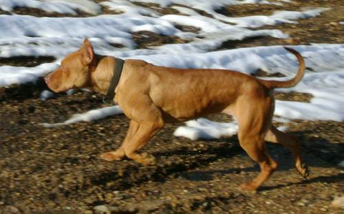 Female Red Nose Pitbull