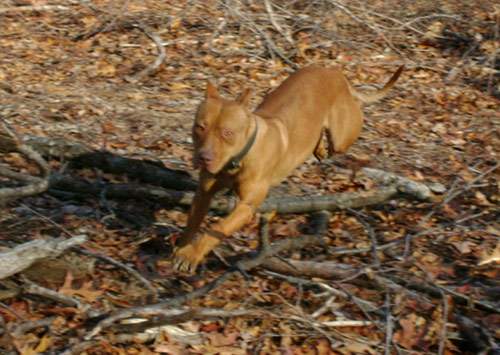 Female Red Nose Pitbull