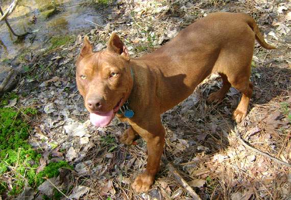 Red Nose Pit Bull Puppy