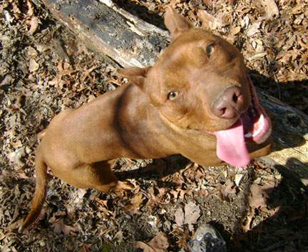 Red Nose Pit Bull Puppy