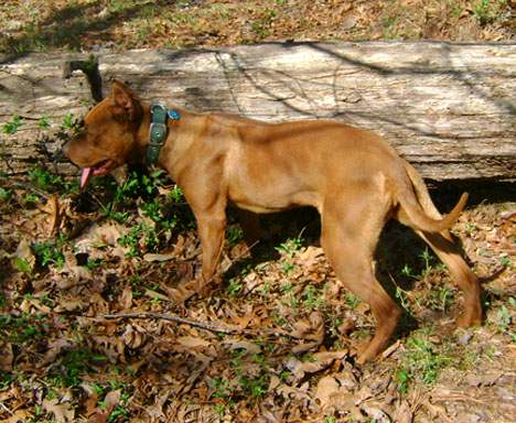 Red Nose Pit Bull Puppy