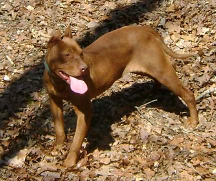 Red Nose Pit Bull Puppy