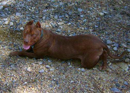 Red Nose Pit Bull Puppy