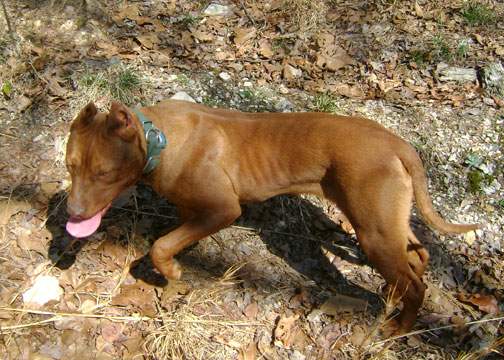 Red Nose Pit Bull Puppy