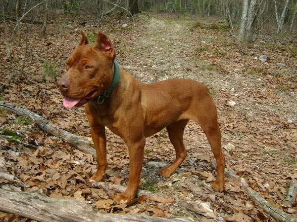 Bryant's Red Flare, Female Red Nose Pit Bull